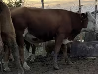 Bou, Simmental cattle — foto 1
