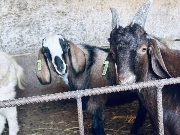 Kozel, Nubian Goat