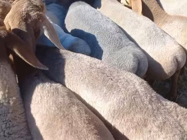 Oaie, Tian-Shan semifinewool sheep