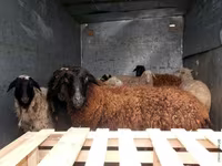 Widder, Suffolk sheep — Foto 2
