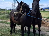 Klisna, Nonius horse — foto 1