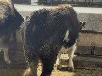 วัวตัวผู้, Swiss cattle — รูปภาพ 7