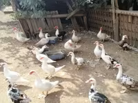 Ducks — عکس 6