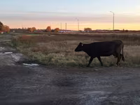 ላም, Cattle — ፎቶ 3