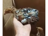Chickens — foto 1