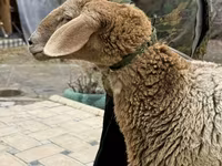 نعجة, Arashan sheep — الصورة 8