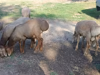 قوچ, Hissar sheep — عکس 4