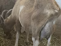 Cabras (lote, sexo não especificado), Alpine goat — foto 4