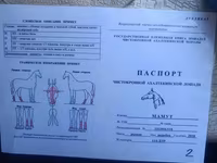 Hengst, Akhal-Teke — Foto 1