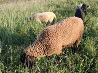 Bélier, Tsigai sheep — photo 5