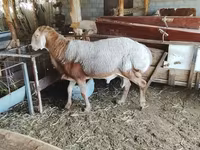 ভেড়ার পাঁঠা, Arashan sheep — ছবি 5