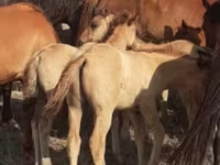 حصان, Mugalzhar horse — الصورة 4
