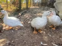 Ducks — fotografija 5