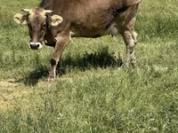 雌牛, Swiss cattle — 写真 2