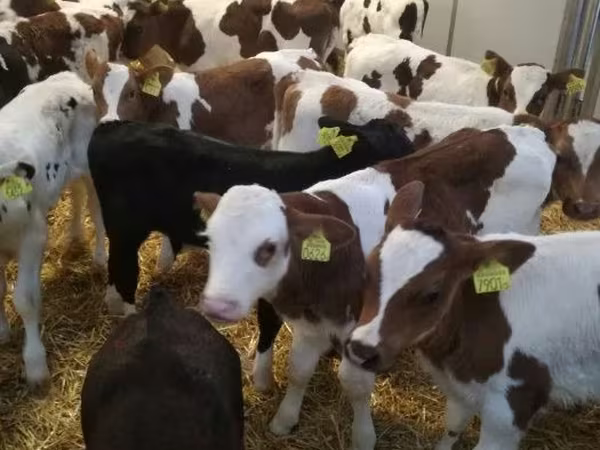 Bovini (lotto, sesso non specificato), Simmental cattle