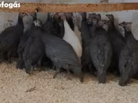 Guinea fowl — снимка 1