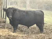 Buqa, Aberdin – Angus — 2-rasm