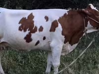 Ko, Simmental cattle — foto 6