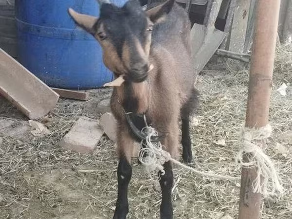 Koza, Alpine goat