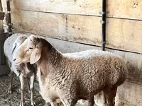Κριός, Edilbay sheep — φωτογραφία 1
