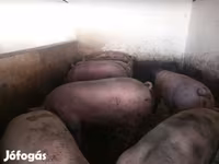 Χοίροι (παρτίδα, φύλο μη καθορισμένο), Χοίροι — φωτογραφία 1