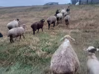 암양, 양 — 사진 1