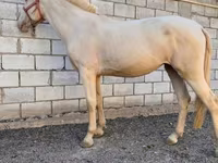 گھوڑی, Akhal-Teke — تصویر 2