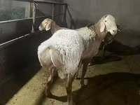 Ovan, Arashan sheep — fotografija 6