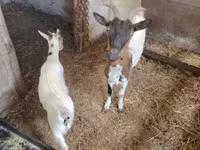 بز نر, Dutch Landrace goats — عکس 2