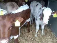Byk, Simmental cattle — zdjęcie 2