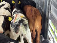 گاو و گوساله (گروه، جنسیت مشخص نشده), Simmental cattle — عکس 5