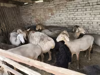 میش, گوسفند — عکس 3