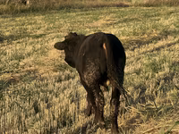 Touro, Swiss cattle — foto 4