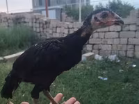 Chickens — عکس 1