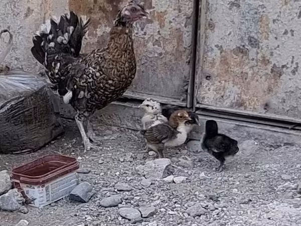 Chickens