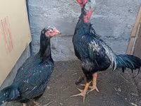 Chickens — foto 1