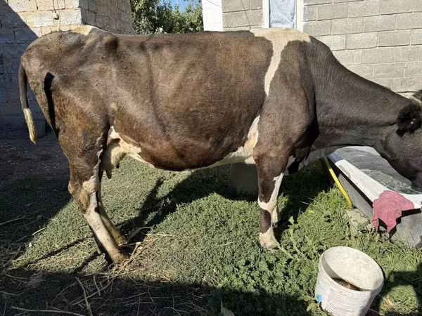 Корова, Swiss cattle