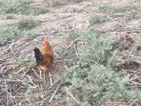 Chickens — sawirka 7