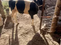 Lembu betina, Aberdeen-Angus — foto 6