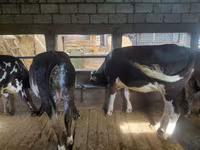 Kuh, Simmental cattle — Foto 3