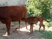 ላም, Cattle — ፎቶ 1
