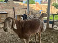 แกะตัวผู้, Arashan sheep — รูปภาพ 1