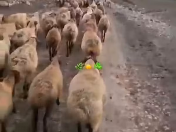 قوچ, Daglıс sheep