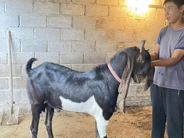 ወንድ ፍየል, Kamori goats