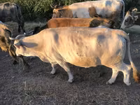 گاو ماده, گاو — عکس 2