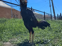 Chickens — புகைப்படம் 2