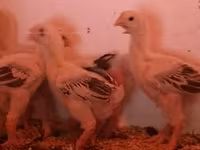 Chickens — акс 3