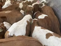 ثور, Simmental cattle — الصورة 3
