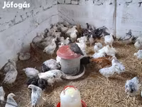 Chickens — ảnh 3