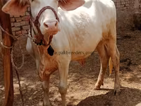 பசு, மாடுகள் — புகைப்படம் 1